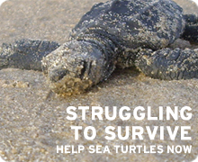 Help sea turtles now!